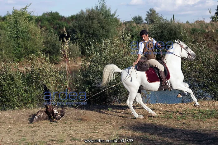 : Falconry - man on horse training Fish Eagle for : Falconry - man on horse training Fish Eagle for