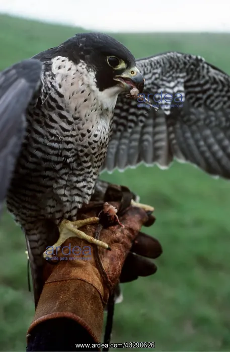  : FALCONRY - Peregrine Falcon, on hand, wings spread