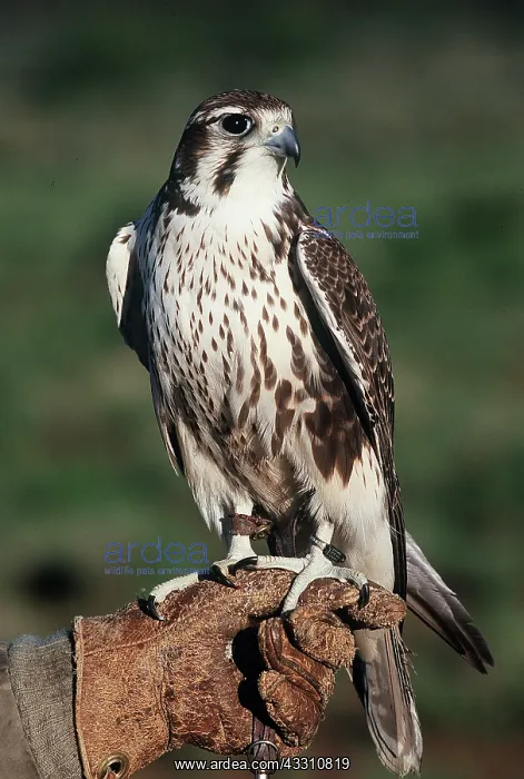 : FALCONRY - PRAIRIE FALCON : FALCONRY - PRAIRIE FALCON