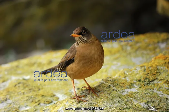 : Falkland / Austral Thrush : Falkland / Austral Thrush