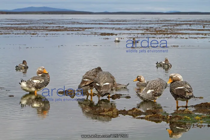 : Falkland Flightless Steamer Duck : Falkland Flightless Steamer Duck