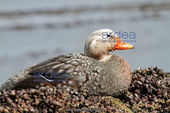 : Falkland Flightless Steamer Duck : Falkland Flightless Steamer Duck