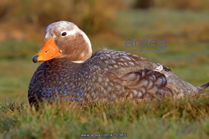 : Falkland Flightless Steamer Duck : Falkland Flightless Steamer Duck