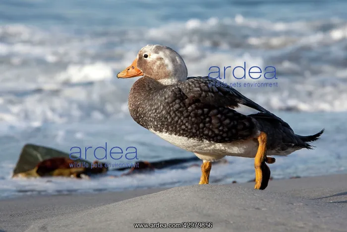 : Falkland Flightless Steamer Duck : Falkland Flightless Steamer Duck