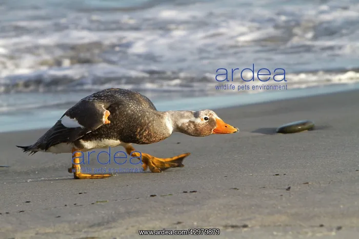 : Falkland Flightless Steamer Duck : Falkland Flightless Steamer Duck