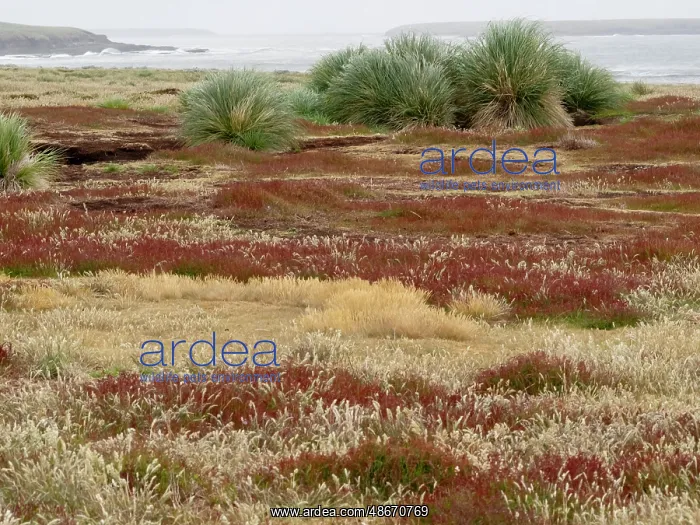 : Falkland Island, Sea Lion Island. Tussock grass. Ruaaoxk : Falkland Island, Sea Lion Island. Tussock grass. Ruaaoxk