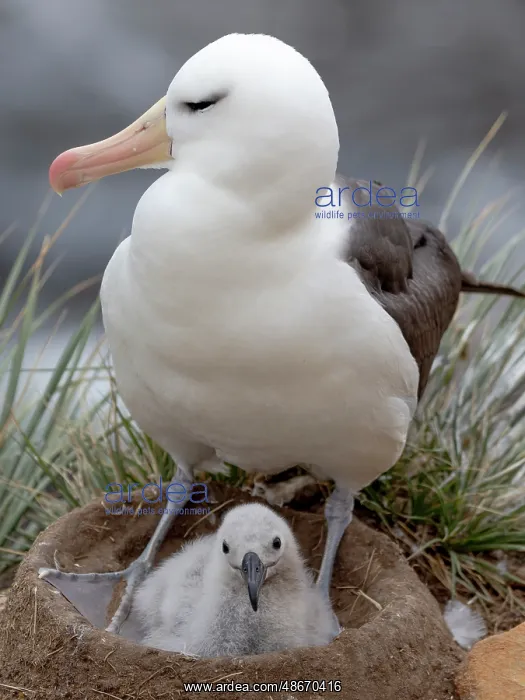 : Falkland Islands. An adult black-browed albatross sits on : Falkland Islands. An adult black-browed albatross sits on