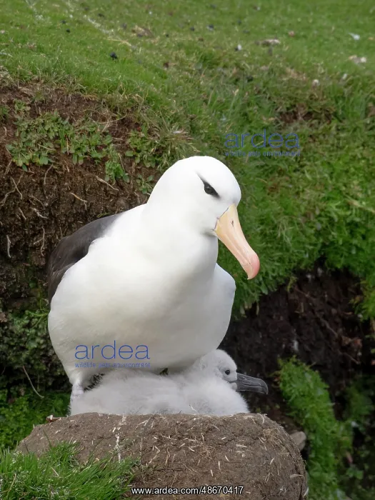 : Falkland Islands. An adult black-browed albatross sits on : Falkland Islands. An adult black-browed albatross sits on
