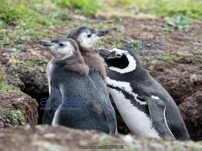 : Falkland Islands. An adult Magellanic penguin stands with : Falkland Islands. An adult Magellanic penguin stands with