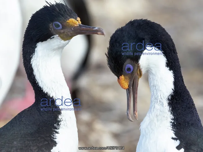 : Falkland Islands. Two adult rock shags groom one another : Falkland Islands. Two adult rock shags groom one another