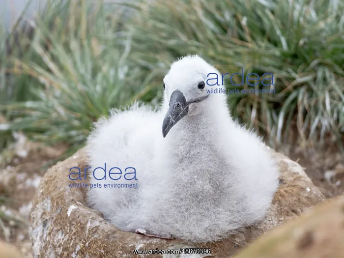 : Falkland Islands. A black-browed albatross chick sits on its : Falkland Islands. A black-browed albatross chick sits on its