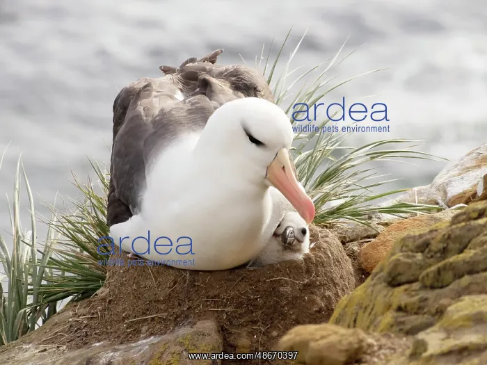 : Falkland Islands. A black-browed albatross sits on the nest : Falkland Islands. A black-browed albatross sits on the nest