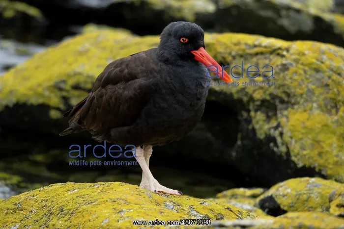 : Falkland Islands. A blackish oystercatcher stands on the : Falkland Islands. A blackish oystercatcher stands on the