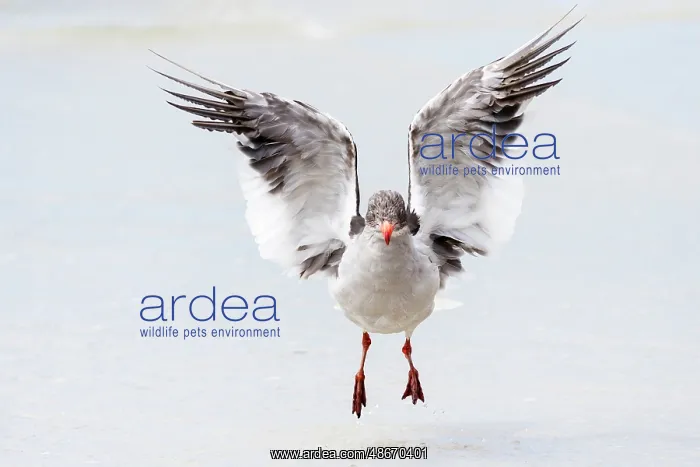 : Falkland Islands. A dolphin gull flaps its wings and jumps : Falkland Islands. A dolphin gull flaps its wings and jumps