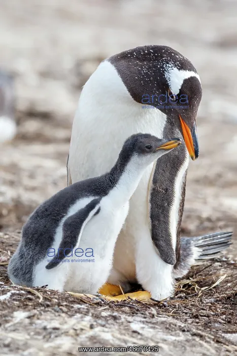 : Falkland Islands. A gentoo chick encourages its parent to : Falkland Islands. A gentoo chick encourages its parent to