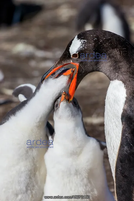 : Falkland Islands. Gentoo chicks put their bills inside the : Falkland Islands. Gentoo chicks put their bills inside the