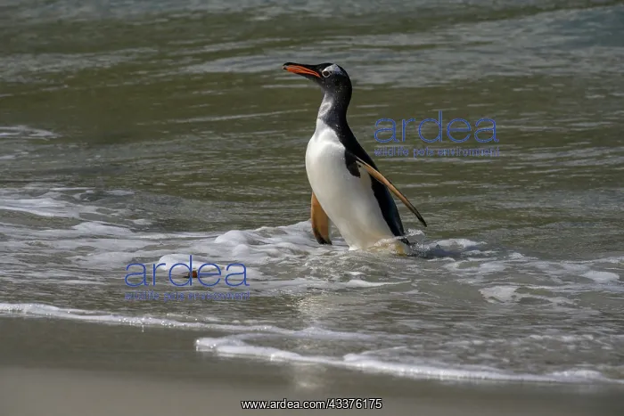 : Falkland Islands, Gentoo Penguin emerges from the ocean : Falkland Islands, Gentoo Penguin emerges from the ocean