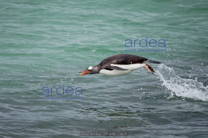 : Falkland Islands. A gentoo penguin jumps out of the water : Falkland Islands. A gentoo penguin jumps out of the water
