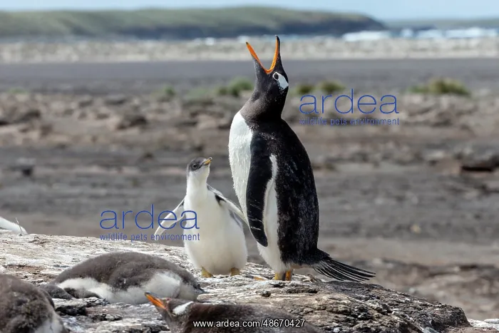 : Falkland Islands. A gentoo penguin throws back its head and : Falkland Islands. A gentoo penguin throws back its head and