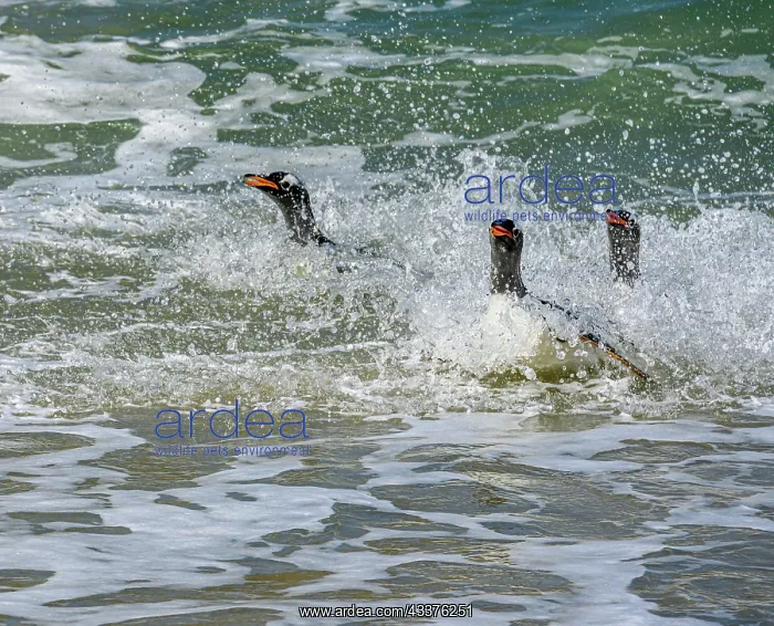 : Falkland Islands, Gentoo Penguins emerge from the ocean : Falkland Islands, Gentoo Penguins emerge from the ocean