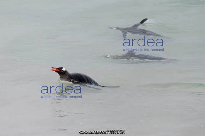: Falkland Islands. Gentoo penguins swim close to shore in the : Falkland Islands. Gentoo penguins swim close to shore in the
