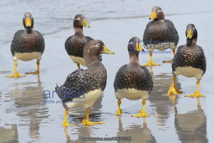: Falkland Islands. A group of non-breeding Falkland steamer : Falkland Islands. A group of non-breeding Falkland steamer