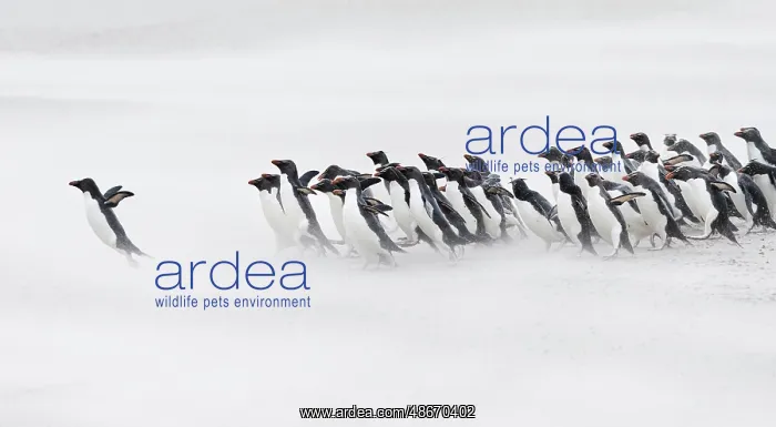 : Falkland Islands. A group of rockhopper penguins emerge from : Falkland Islands. A group of rockhopper penguins emerge from