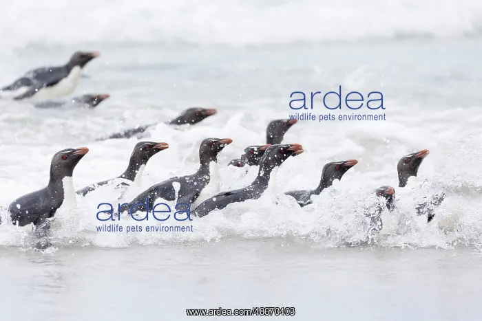 : Falkland Islands. A group of rockhopper penguins emerge from : Falkland Islands. A group of rockhopper penguins emerge from