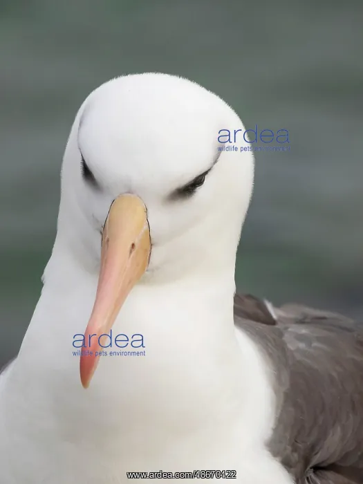 : Falkland Islands. Headshot of an adult black-browed : Falkland Islands. Headshot of an adult black-browed