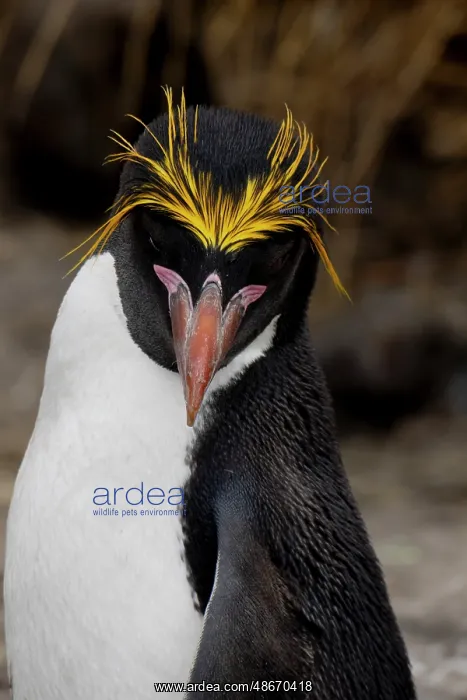 : Falkland Islands. Headshot of a macaroni penguin showing its : Falkland Islands. Headshot of a macaroni penguin showing its