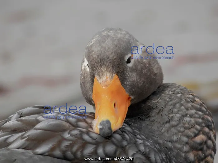 : Falkland Islands. Headshot of a male Falkland steamer duck : Falkland Islands. Headshot of a male Falkland steamer duck