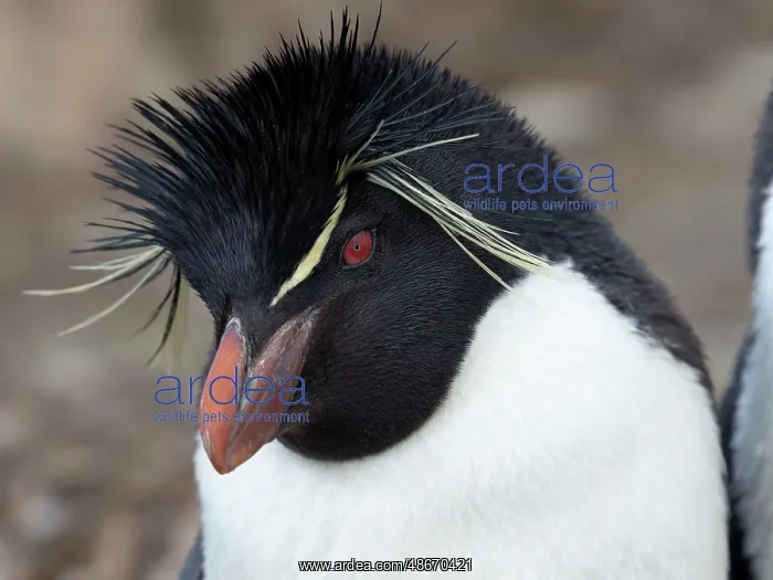 : Falkland Islands. Headshot of a rockhopper penguin : Falkland Islands. Headshot of a rockhopper penguin