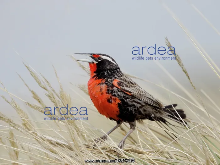 : Falkland Islands. A long-tailed meadowlark stands and sings : Falkland Islands. A long-tailed meadowlark stands and sings