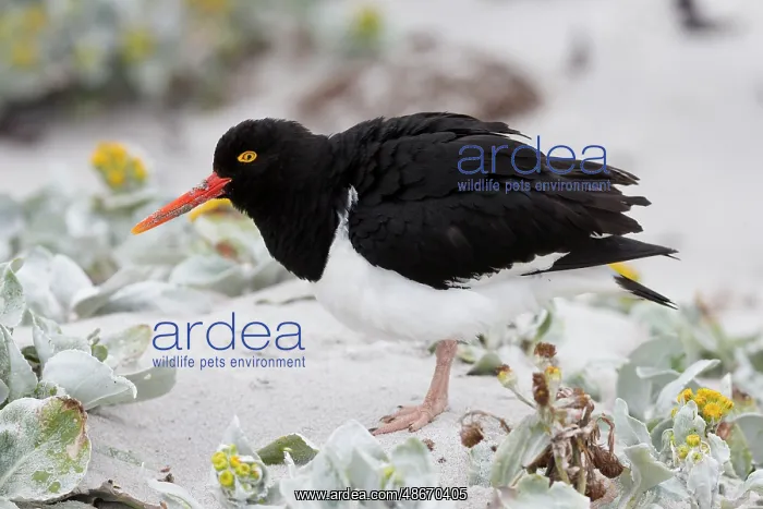 : Falkland Islands. A Magellanic oystercatcher stands in the : Falkland Islands. A Magellanic oystercatcher stands in the