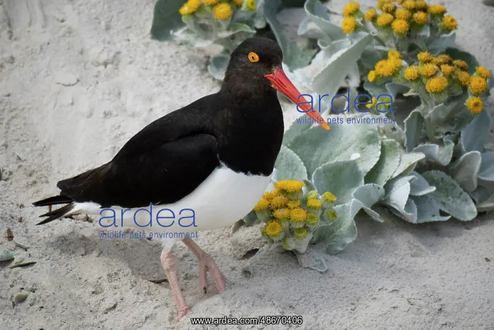 : Falkland Islands. A Magellanic oystercatcher stands in the : Falkland Islands. A Magellanic oystercatcher stands in the