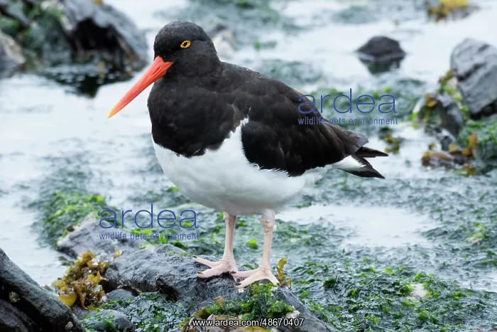 : Falkland Islands. A Magellanic oystercatcher walks through : Falkland Islands. A Magellanic oystercatcher walks through