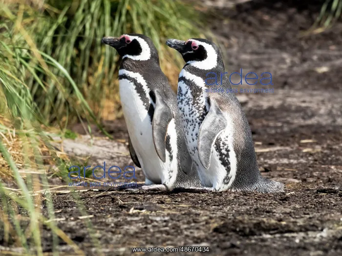 : Falkland Islands. One Magellanic penguin with its spotted : Falkland Islands. One Magellanic penguin with its spotted