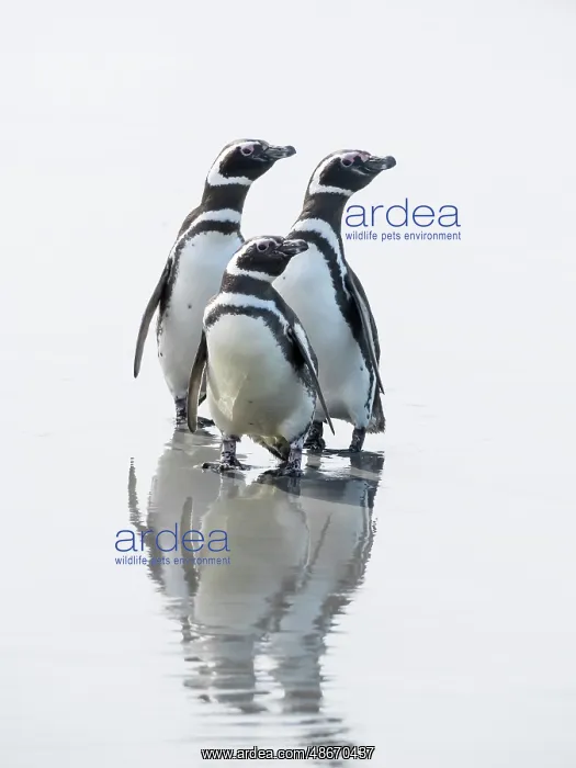 : Falkland Islands. Three Magellanic penguins stand on the wet : Falkland Islands. Three Magellanic penguins stand on the wet