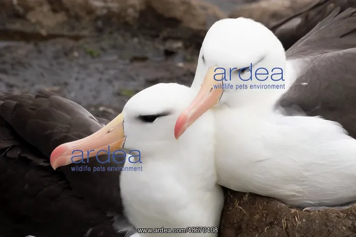 : Falkland Islands. A pair of black-browed albatross sit : Falkland Islands. A pair of black-browed albatross sit
