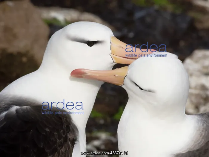 : Falkland Islands. A pair of black-browed albatross sit : Falkland Islands. A pair of black-browed albatross sit