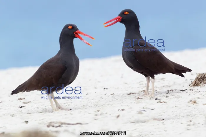 : Falkland Islands. A pair of blackish oystercatchers vocalize : Falkland Islands. A pair of blackish oystercatchers vocalize