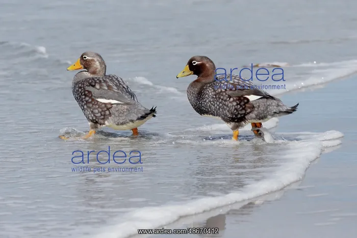 : Falkland Islands. A pair of Falkland steamer ducks walk : Falkland Islands. A pair of Falkland steamer ducks walk