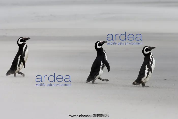 : Falkland Islands. Three penguins walk on the windswept beach : Falkland Islands. Three penguins walk on the windswept beach