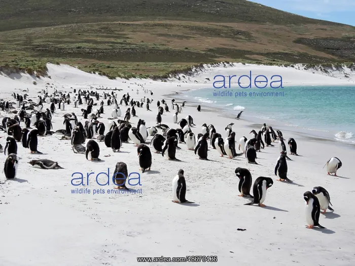 : Falkland Islands. Portrait of a gentoo penguin colony on the : Falkland Islands. Portrait of a gentoo penguin colony on the