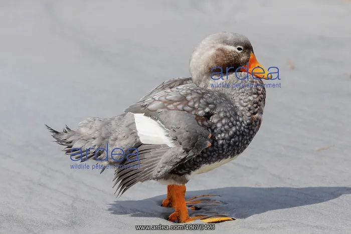 : Falkland Islands. Portrait of a male Falkland steamer duck : Falkland Islands. Portrait of a male Falkland steamer duck