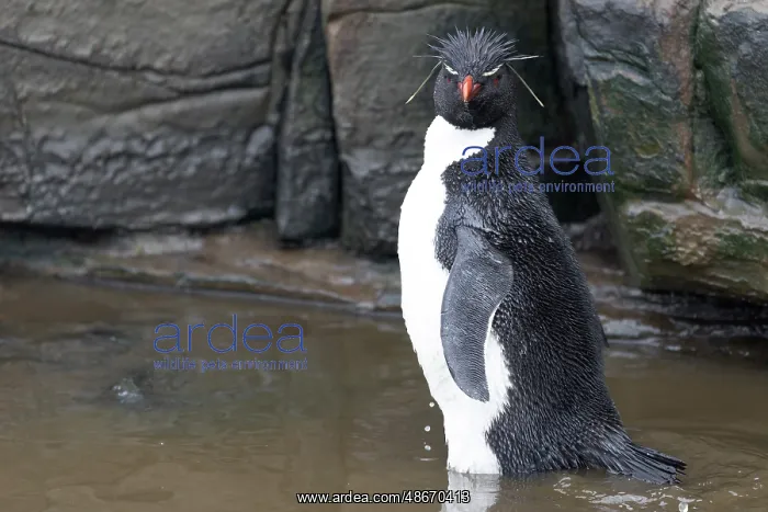: Falkland Islands. A rockhopper penguin bathes in a small : Falkland Islands. A rockhopper penguin bathes in a small