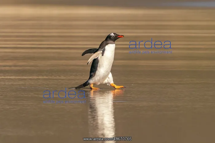 : Falkland Islands, Saunders Island. Gentoo penguin walks in : Falkland Islands, Saunders Island. Gentoo penguin walks in