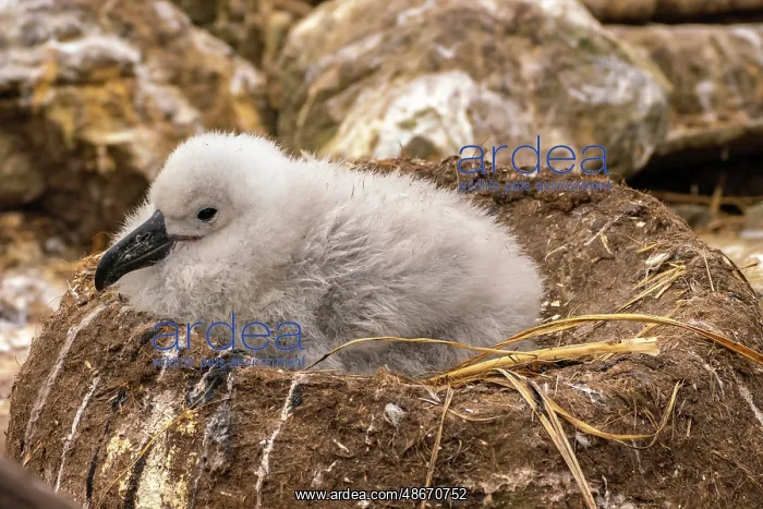 : Falkland Islands, West Point Island. Black-browed albatross : Falkland Islands, West Point Island. Black-browed albatross