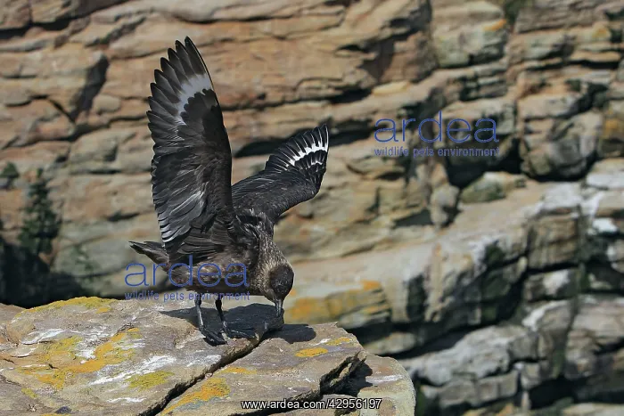 : Falkland Skua (Sea-hen) : Falkland Skua (Sea-hen)