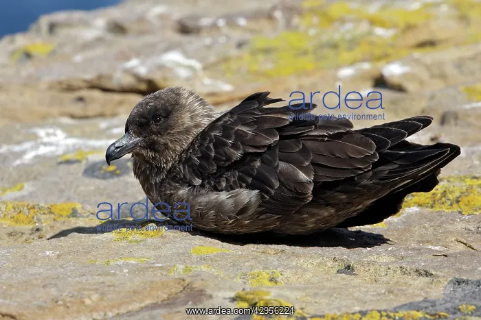 : Falkland Skua (Sea-hen) : Falkland Skua (Sea-hen)
